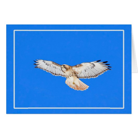 Red Tailed Hawk in vlucht (Voorkant Horizontaal)