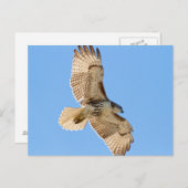 Red Tailed Hawk in vlucht Briefkaart (Voorkant / Achterkant)