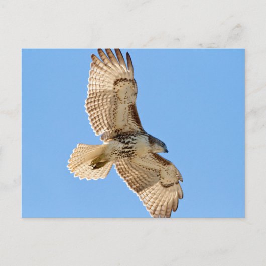 Red Tailed Hawk in vlucht Briefkaart (Voorkant)
