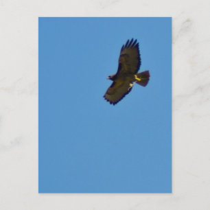 Red Tailed Hawk in vlucht Briefkaart