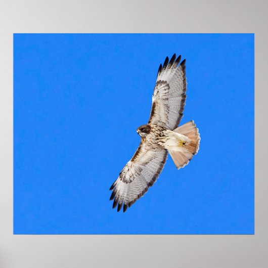 Red Tailed Hawk in vlucht Poster (Voorkant)