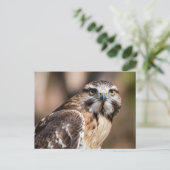Red-tailed hawk looking with anger briefkaart (Staand voorkant)