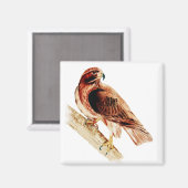 Red Tailed Hawk Magneet (Voorkant / Achterkant)