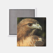 Red Tailed Hawk Magnet Magneet (Voorkant / Achterkant)