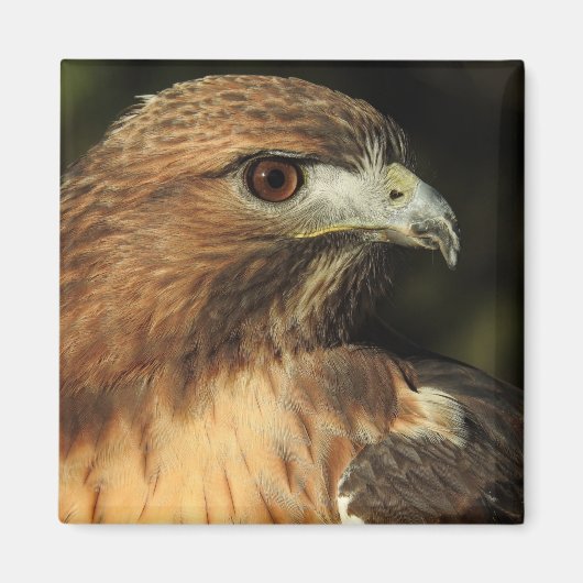 Red Tailed Hawk Magnet Magneet (Voorkant)