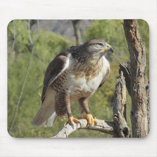 Red Tailed Hawk Mousepad Muismat (Voorkant)