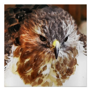 RED TAILED HAWK PERFECT POSTER
