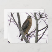 Red Tailed Hawk Photo Briefkaart (Voorkant / Achterkant)