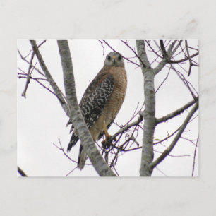 Red Tailed Hawk Photo Briefkaart
