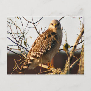 Red Tailed Hawk Photo Briefkaart