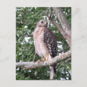 Red Tailed Hawk Photo Briefkaart (Voorkant)