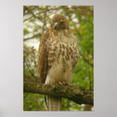 Red Tailed Hawk Poster (Voorkant)