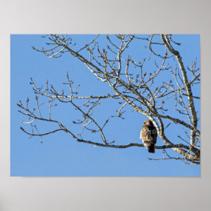 Red Tailed Hawk Poster