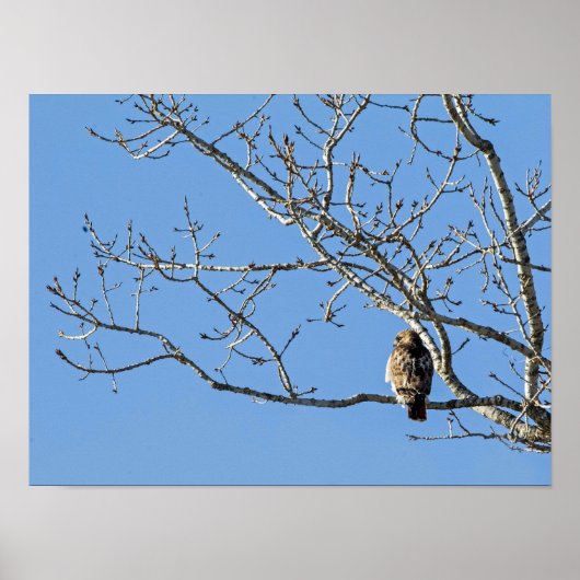 Red Tailed Hawk Poster (Voorkant)