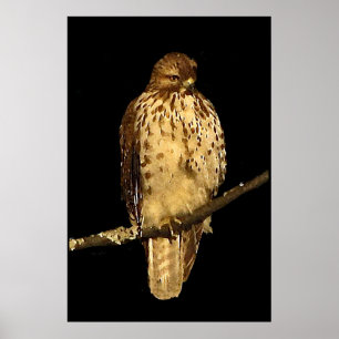 Red tailed Hawk Poster