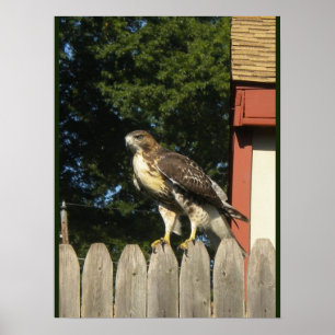 Red Tailed Hawk Poster