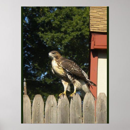 Red Tailed Hawk Poster (Voorkant)