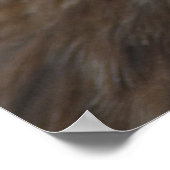 Red-Tailed Hawk Poster (Hoek)