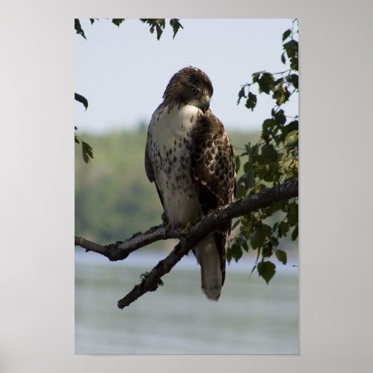 Red Tailed Hawk Poster (Voorkant)