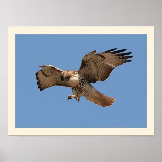 Red Tailed Hawk Print (Voorkant)