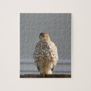 Red Tailed Hawk puzzel Legpuzzel