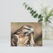 Red-tailed hawk Seating Briefkaart (Staand voorkant)