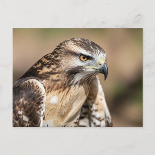 Red-tailed hawk Seating Briefkaart (Voorkant)