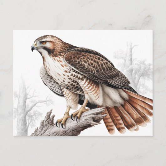 Red-tailed hawk sketch briefkaart (Voorkant)
