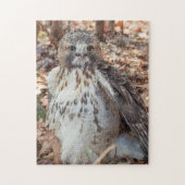 Red Tailed Hawk verdubbelde Legpuzzel (Verticaal)