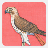 Red-Tailed Hawk Vierkante Sticker (Voorkant)
