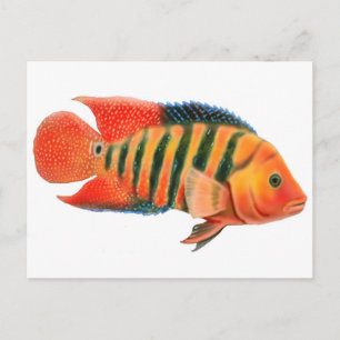 Red Terror Cichlid Briefkaart