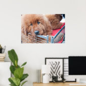 Red Tibetan Mastiff Poster (Thuiskantoor)