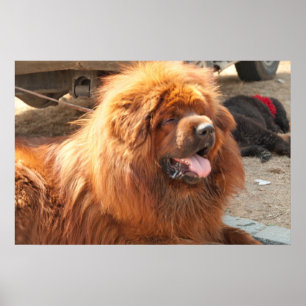Red Tibetan Mastiff Poster