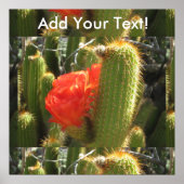 Red Torch Cactus Poster (Voorkant)
