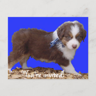 Red Tri Aussie Puppy Kaart