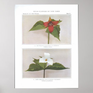 Red Trillium; Wake-Robin of Birthroot Poster