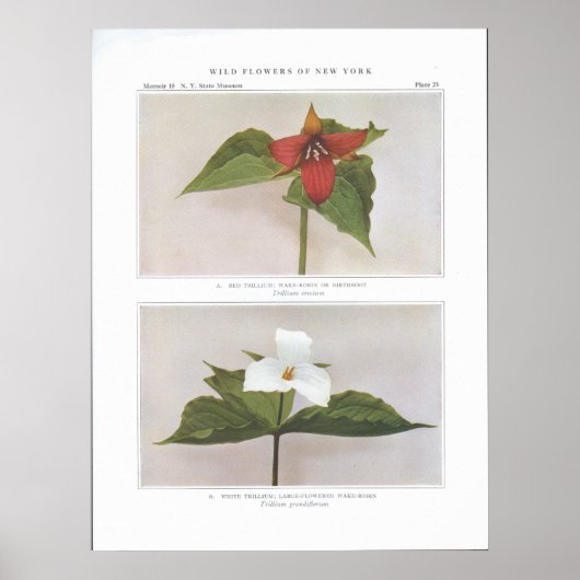 Red Trillium; Wake-Robin of Birthroot Poster (Voorkant)
