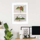 Red Trillium; Wake-Robin of Birthroot Poster (Thuiskantoor)