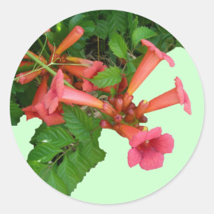 Red Trumpet Ronde Sticker