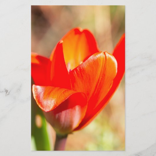 Red Tulip Blossom Briefpapier (Voorkant)
