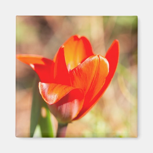 Red Tulip Blossom Magneet (Voorkant)