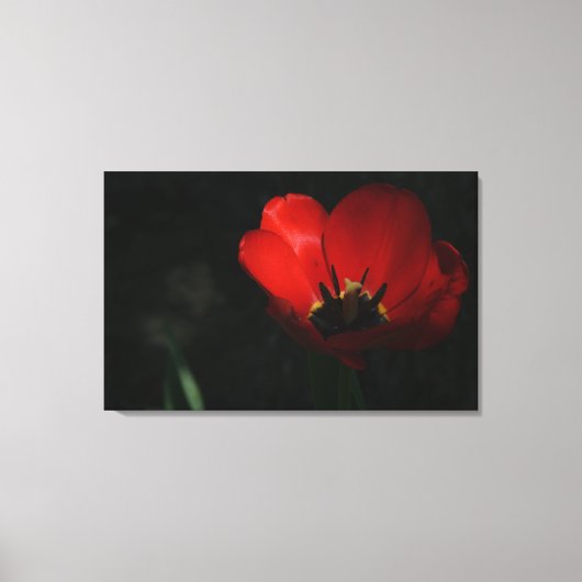 Red Tulip Canvas Afdruk (Voorkant)