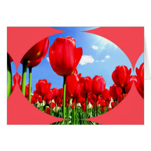 Red Tulip Delft