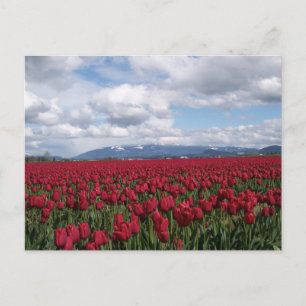 Red Tulip Field Briefkaart