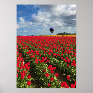 Red Tulip Field met Hot Air Ballon Poster