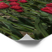 Red Tulip Field Poster (Hoek)