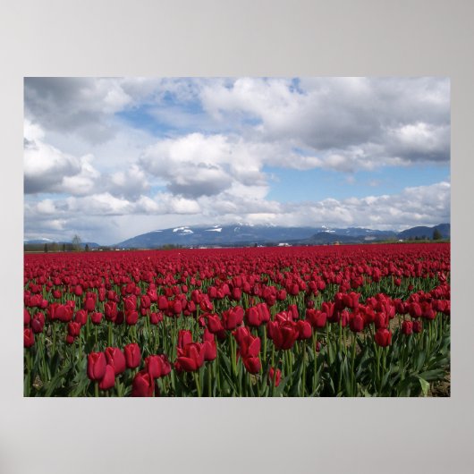 Red Tulip Field Poster (Voorkant)