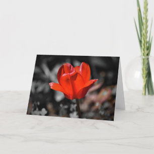 Red Tulip, kaart