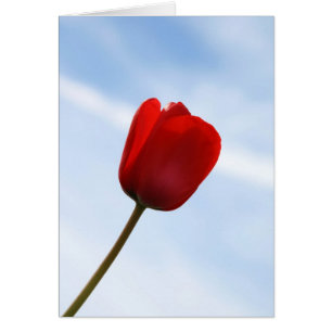Red Tulip Kaart