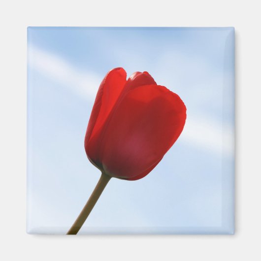Red Tulip Magnet Magneet (Voorkant)